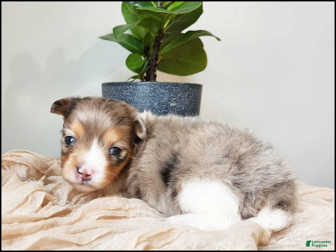 Chihuahua dogs for sale: Kamden - Ad 2