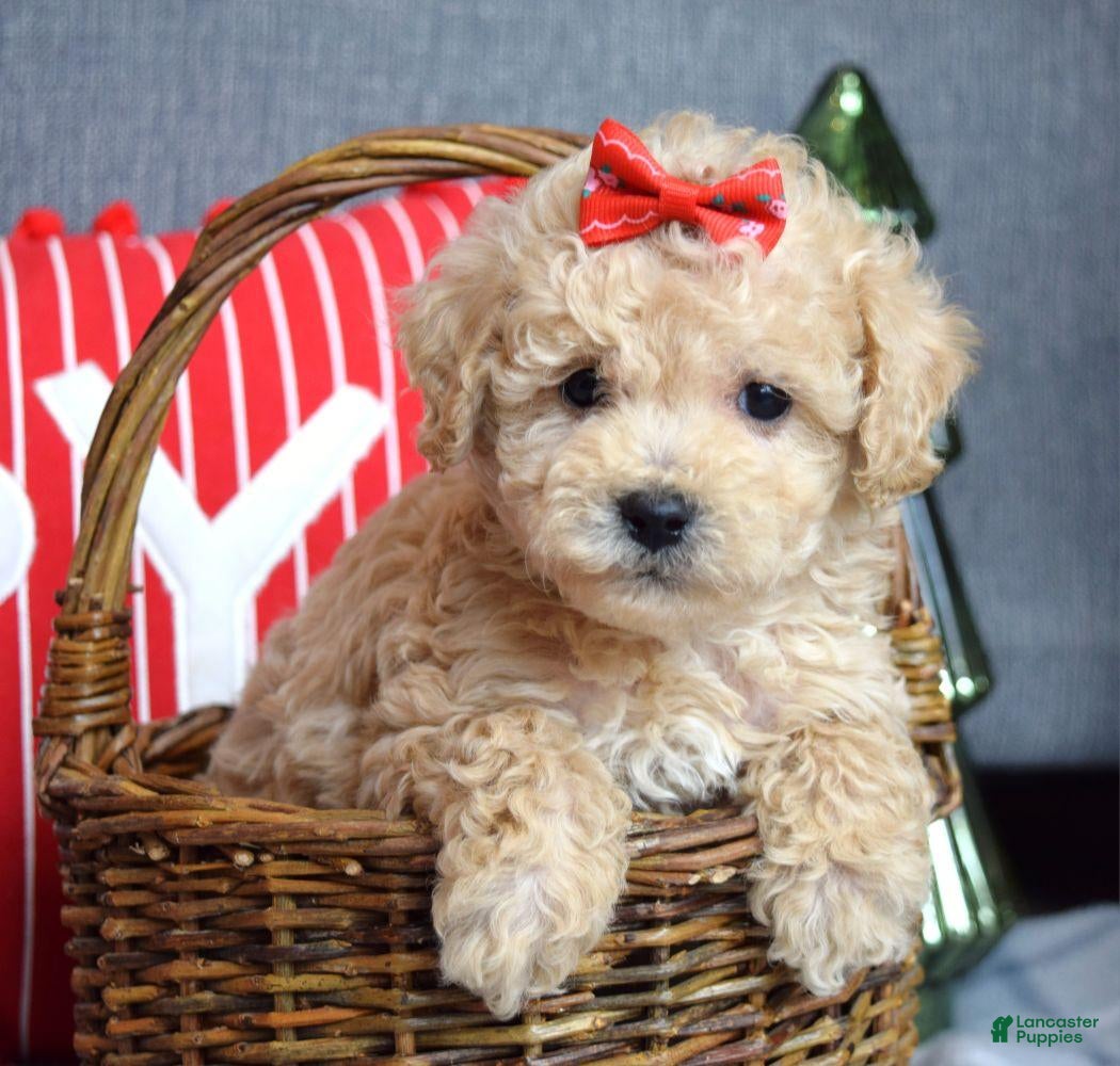 Miniature Poodle dogs Snowflake  - Ad 42