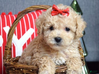 Miniature Poodle dogs Snowflake - Ad 42