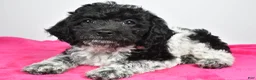 Cockapoo dogs for sale: Fiona - Ad 3