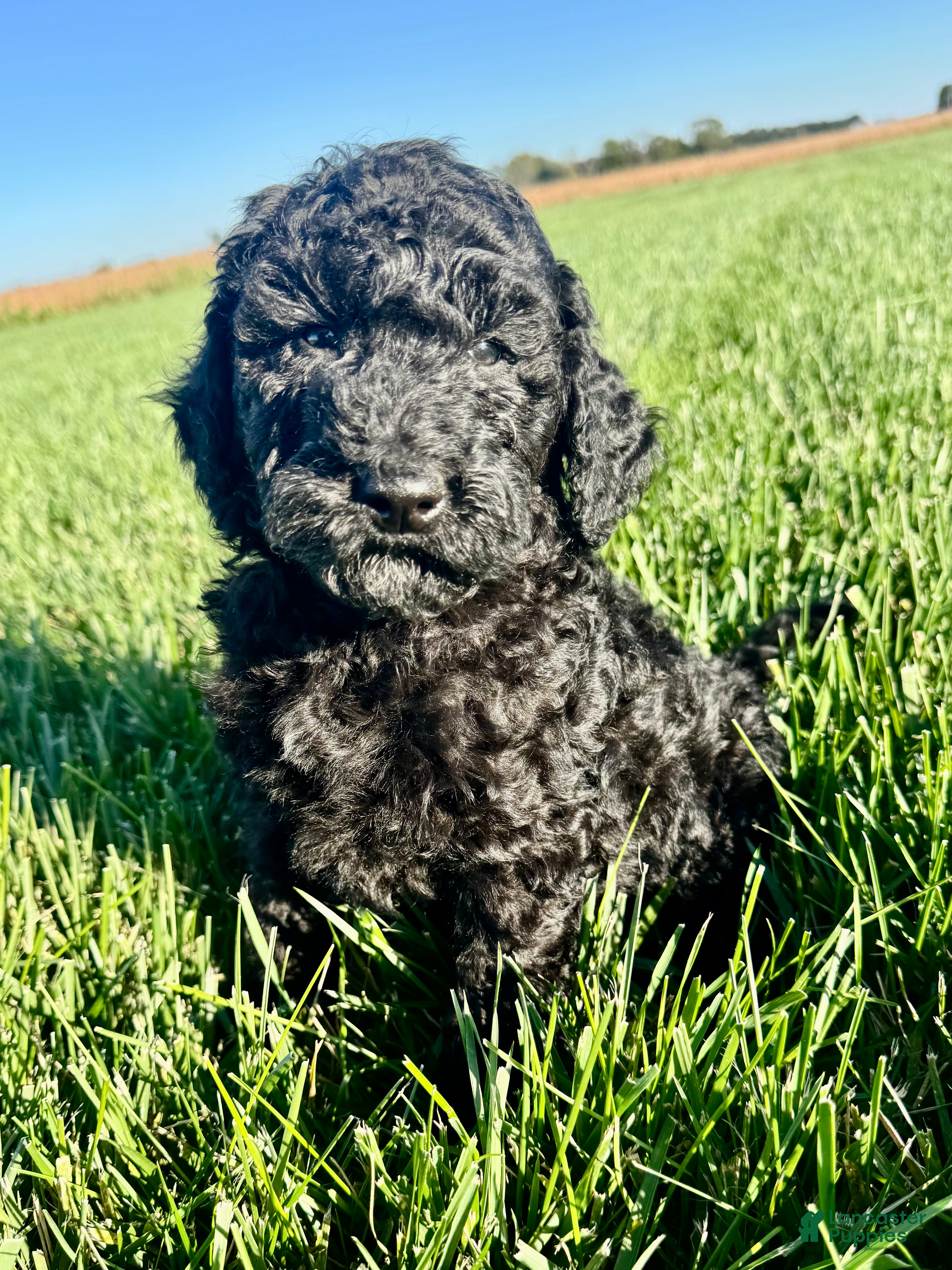 Mini Bernedoodle dogs for sale: Annie - Ad 4