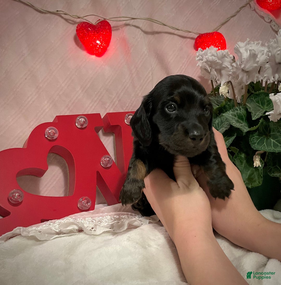 Miniature Dachshund dogs for sale: Leo - Ad 5