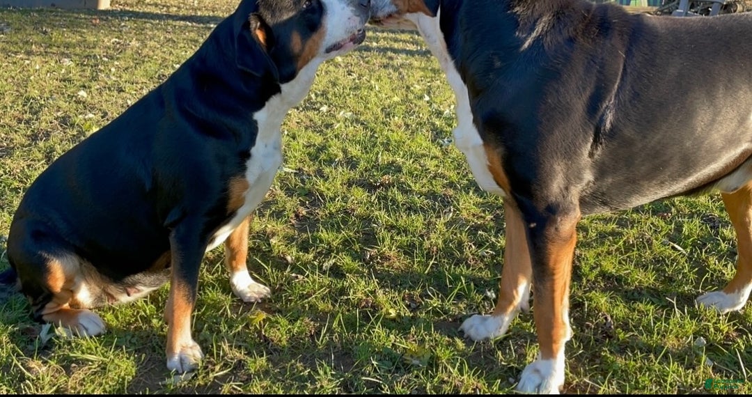 Greater Swiss Mountain Dog dogs for sale: Tinsel Town - Ad 12