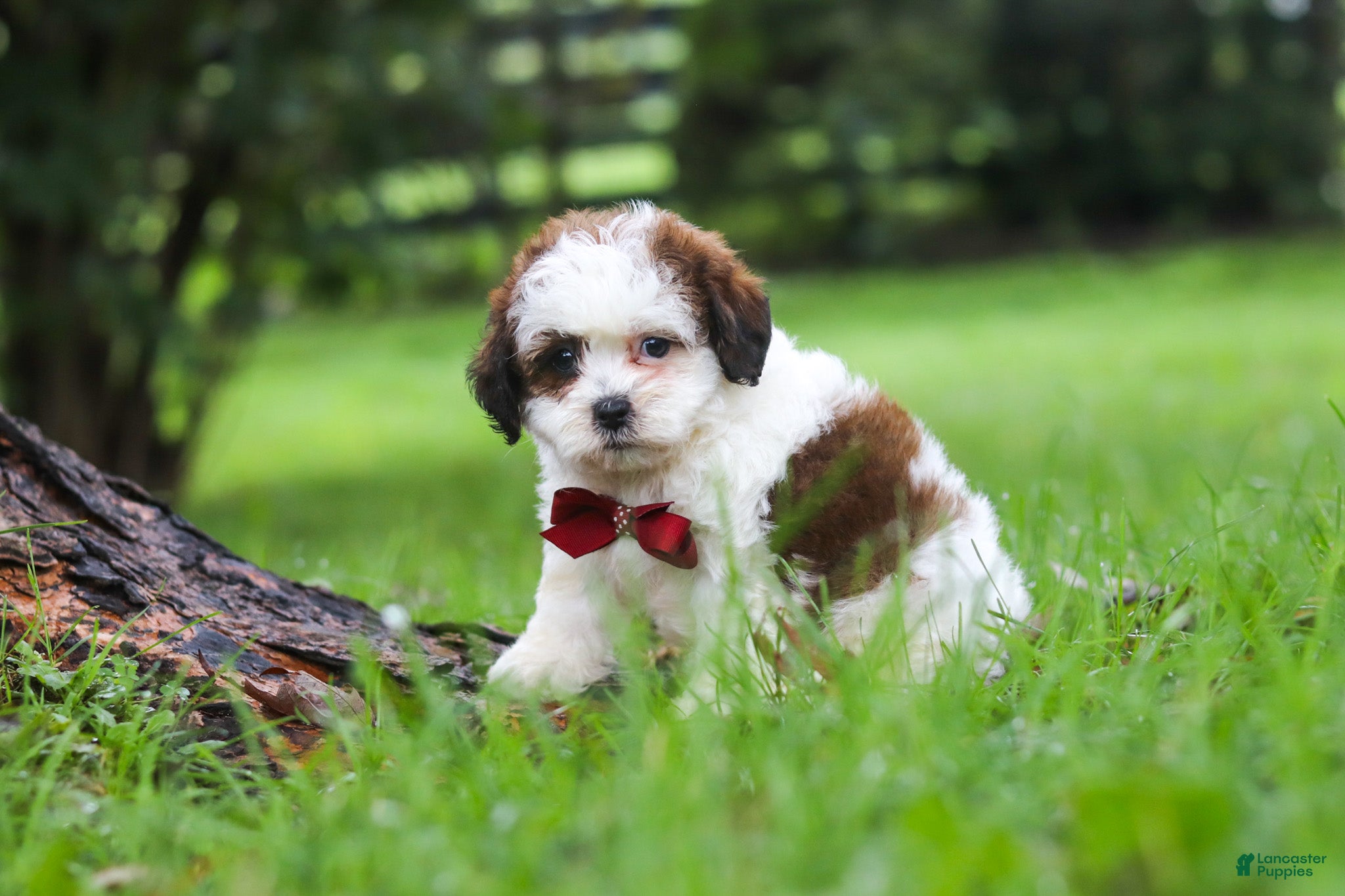 Shihpoo dogs Charlie - Ad 2