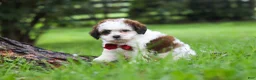 Shihpoo dogs for sale: Charlie - Ad 2