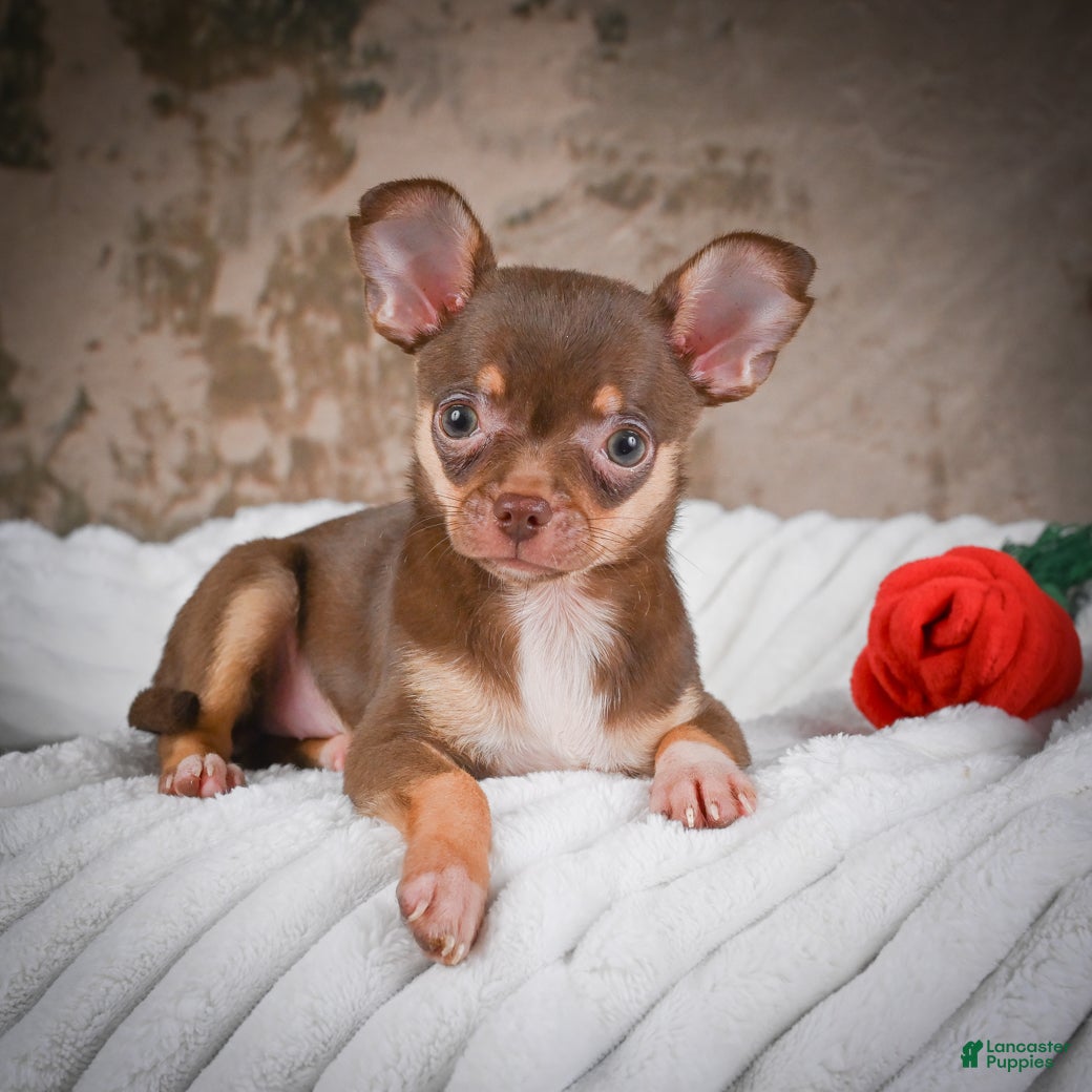 Chihuahua dogs Laura - Ad 1