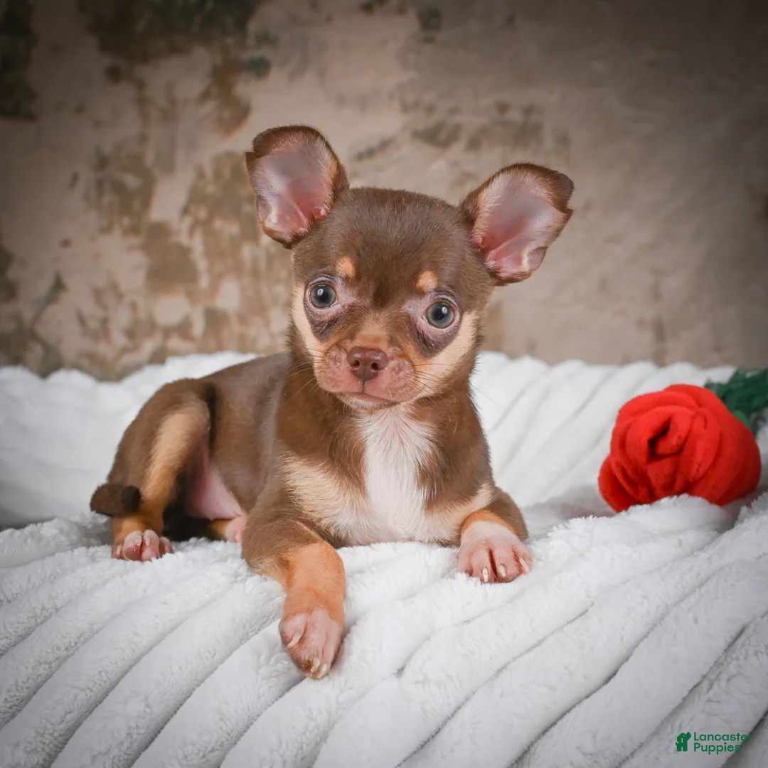 Chihuahua dogs for sale: Laura - Ad 1