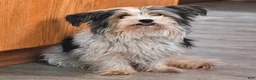 Mixed Breed dogs for sale: Roger - Ad 7