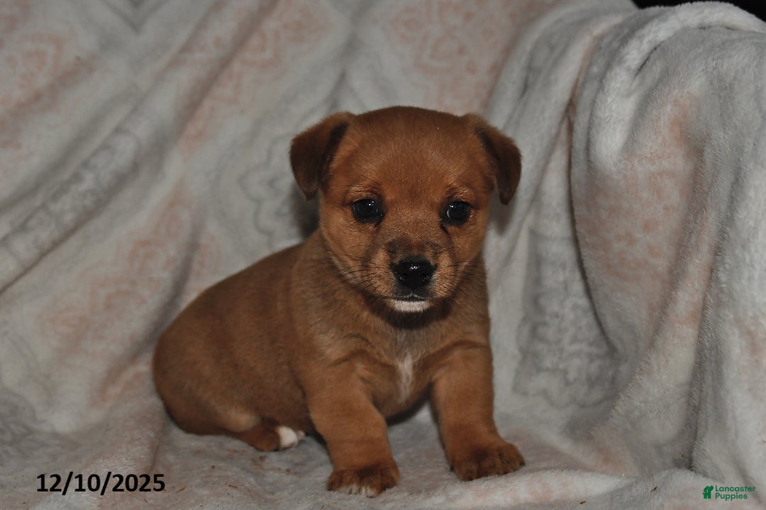 Mixed Breed dogs for sale: Amber - Ad 3