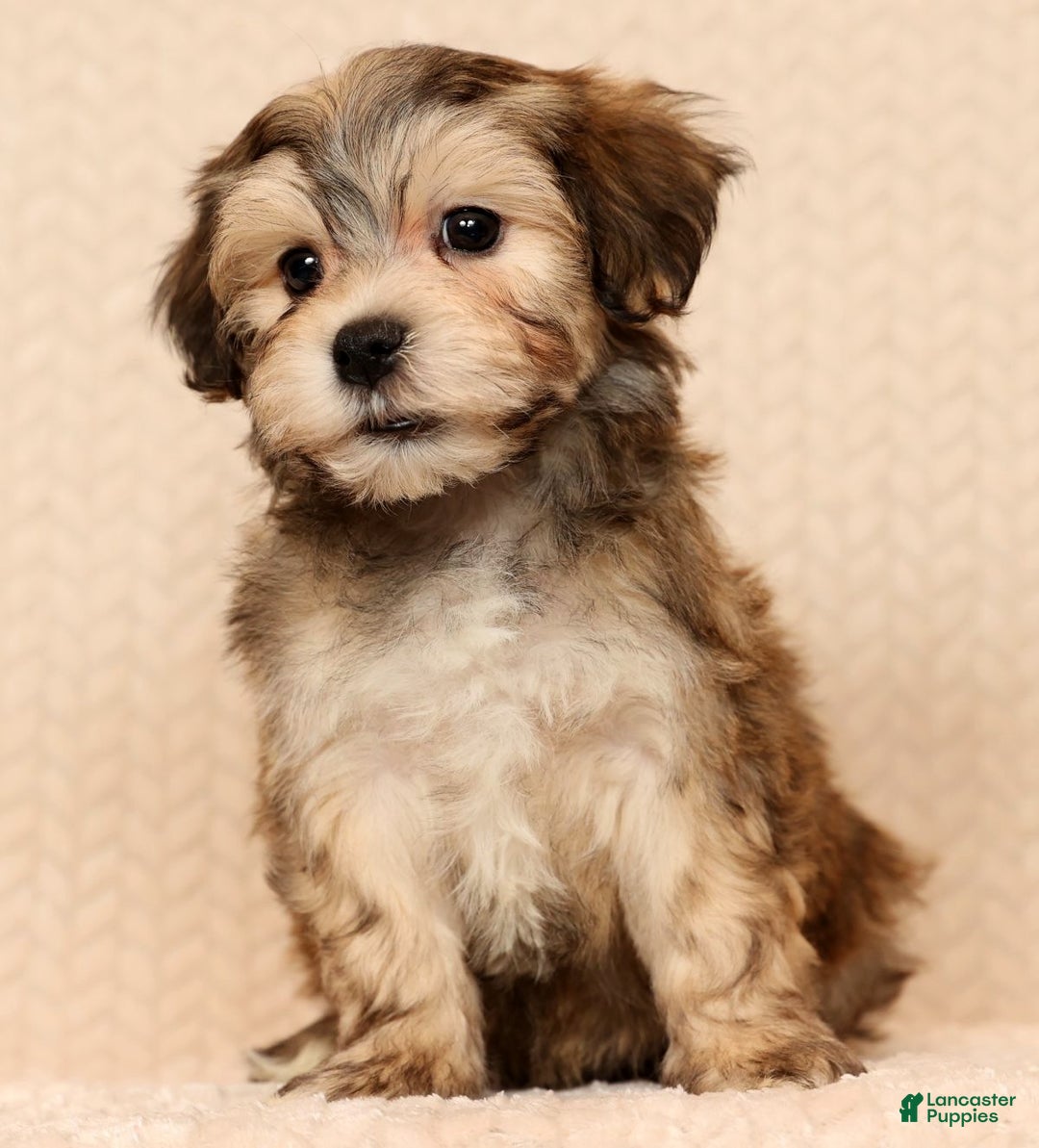 Yochon dogs for sale: Thomas - Ad 7