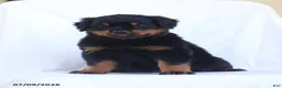 Rottweiler dogs for sale: Kora - Ad 3