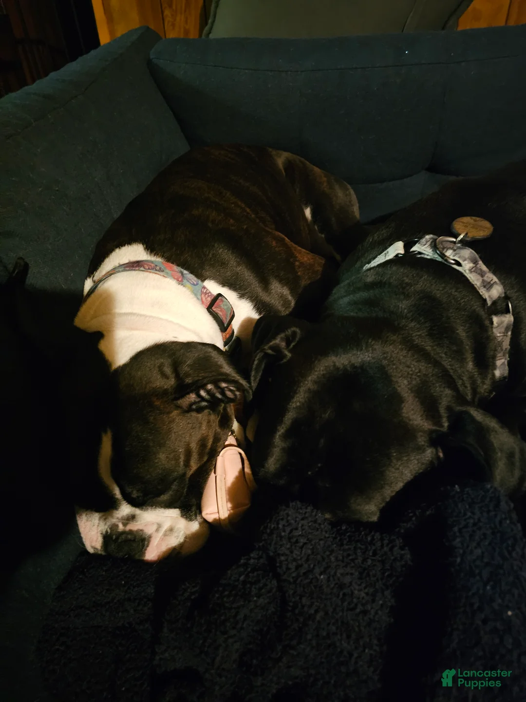 Boxer dogs for sale: Grumps - Ad 4