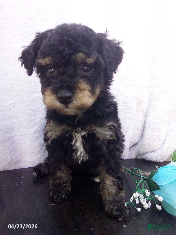 Toy Poodle dogs Eddie - Ad 1