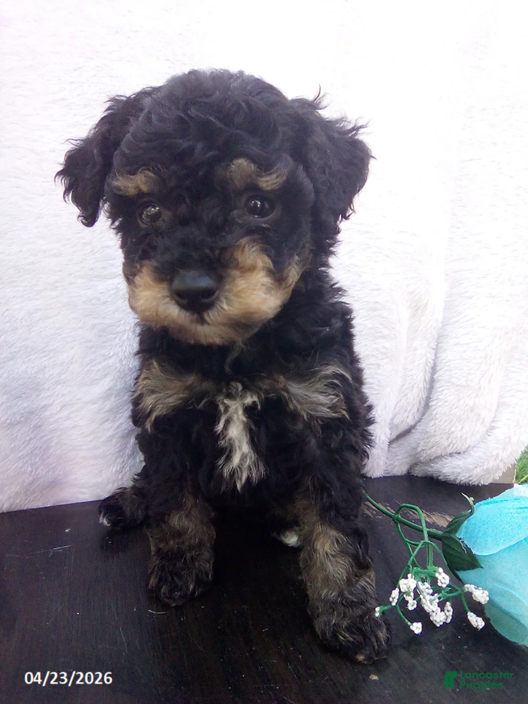 Toy Poodle dogs for sale: Eddie - Ad 1