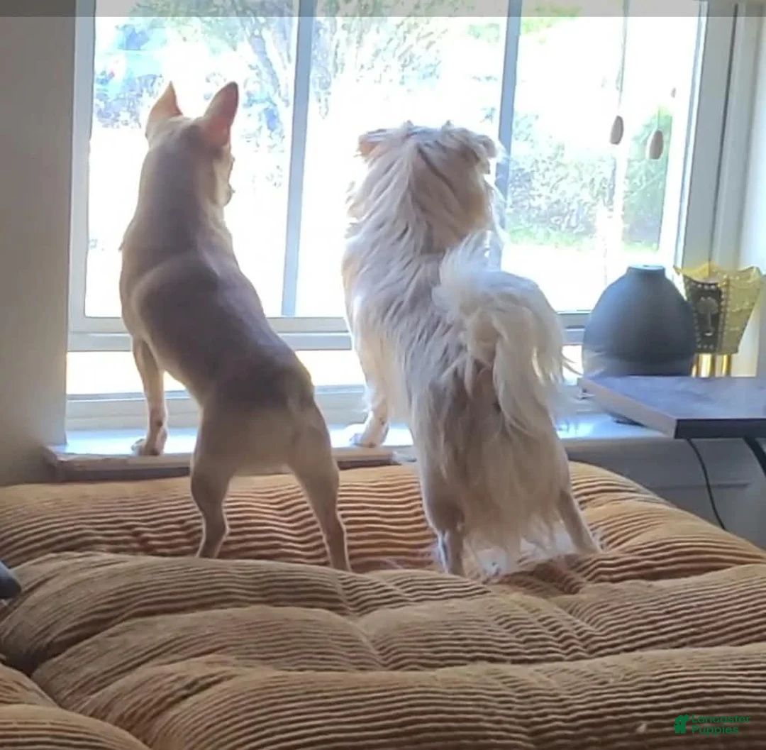 Chihuahua dogs for sale: Freda (teacup) - Ad 4