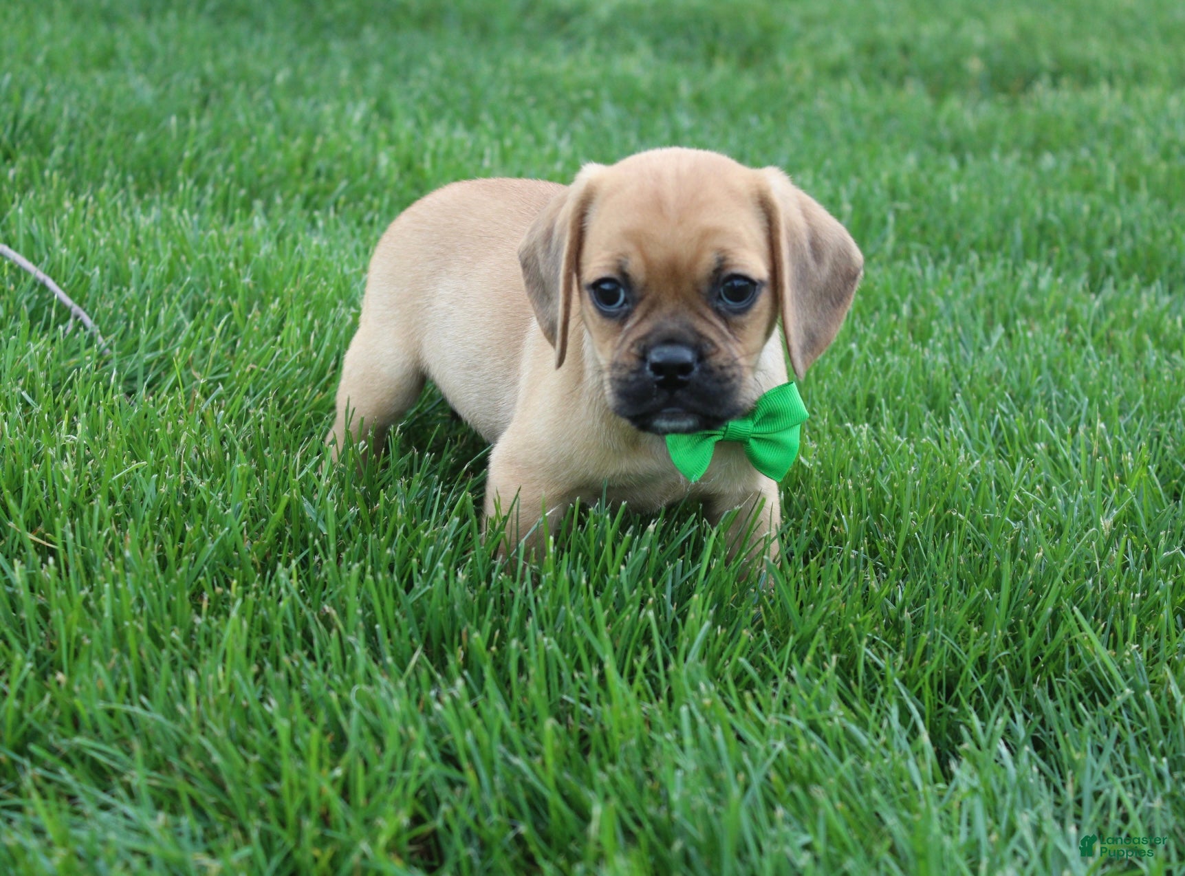 Puggle dogs Rascal - Ad 2