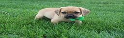 Puggle dogs for sale: Rascal - Ad 2