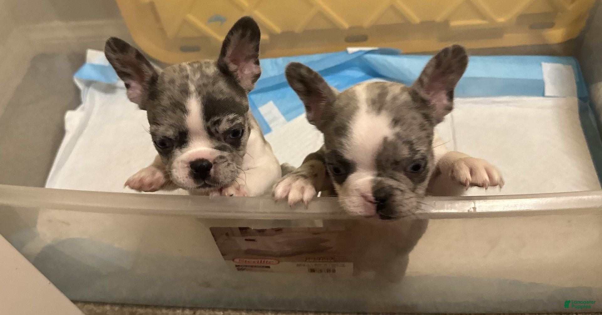 French Bulldog dogs French Bulldog 1 - Ad 9