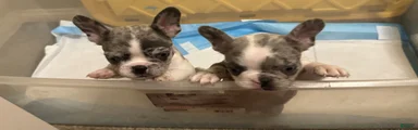 French Bulldog 1