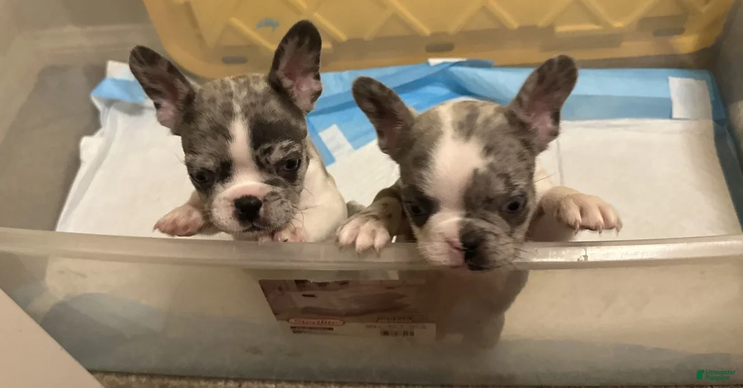 French Bulldog dogs for sale: French Bulldog 1 - Ad 1