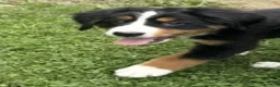 Bernese Mountain Dog dogs for sale: Gracie - Ad 2