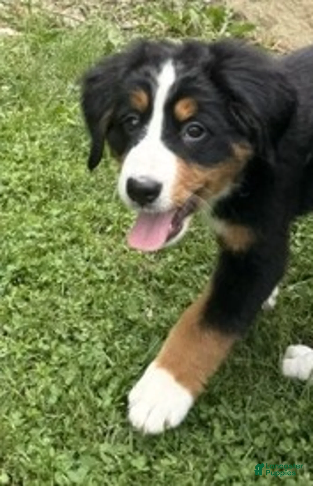 Bernese Mountain Dog dogs for sale: Gracie - Ad 2