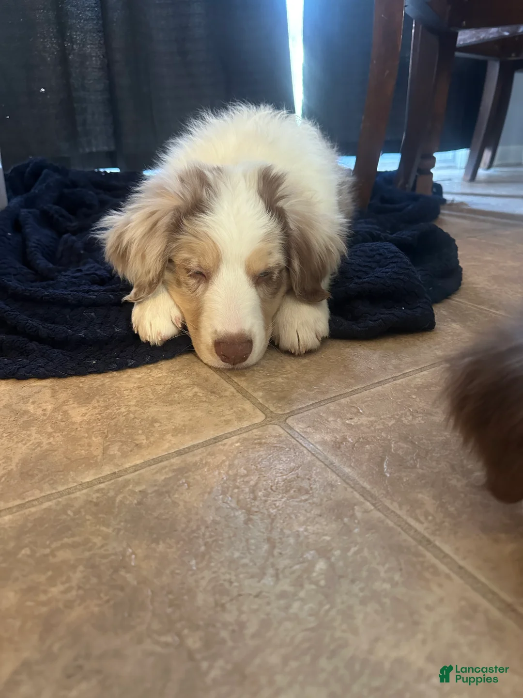Australian Shepherd dogs for sale: Enchanted Mushroom - Ad 2