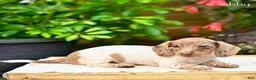 Miniature Dachshund dogs for sale: Abby - Ad 3