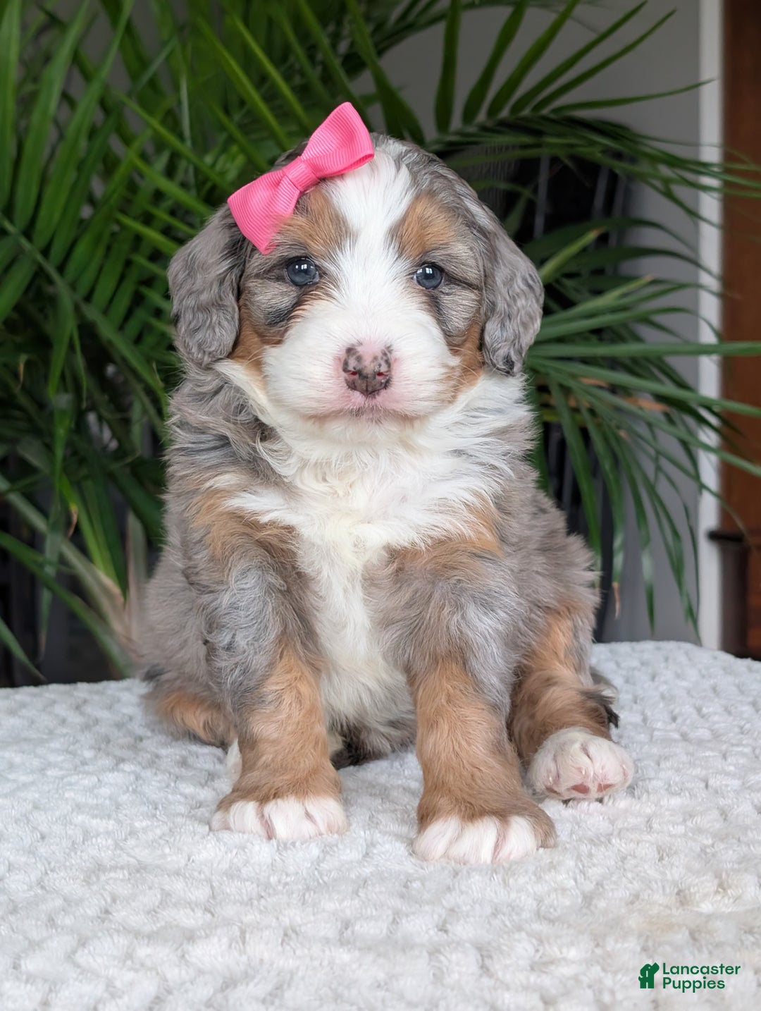 Mini Bernedoodle dogs for sale: Mini Allie  - Ad 8
