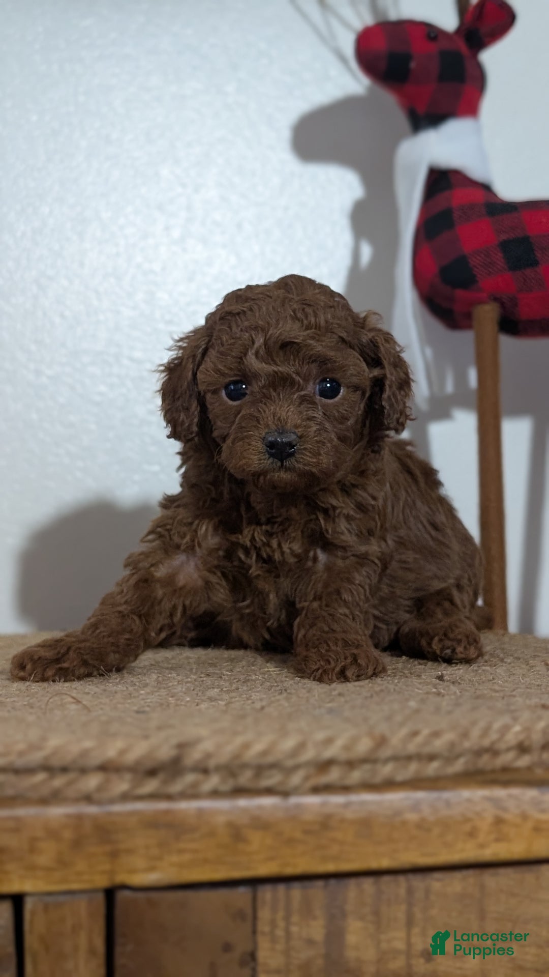Miniature Poodle dogs for sale: Malia - Ad 10