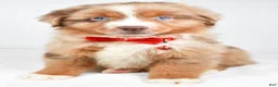 Miniature Australian Shepherd dogs for sale: Jaxon - Ad 1