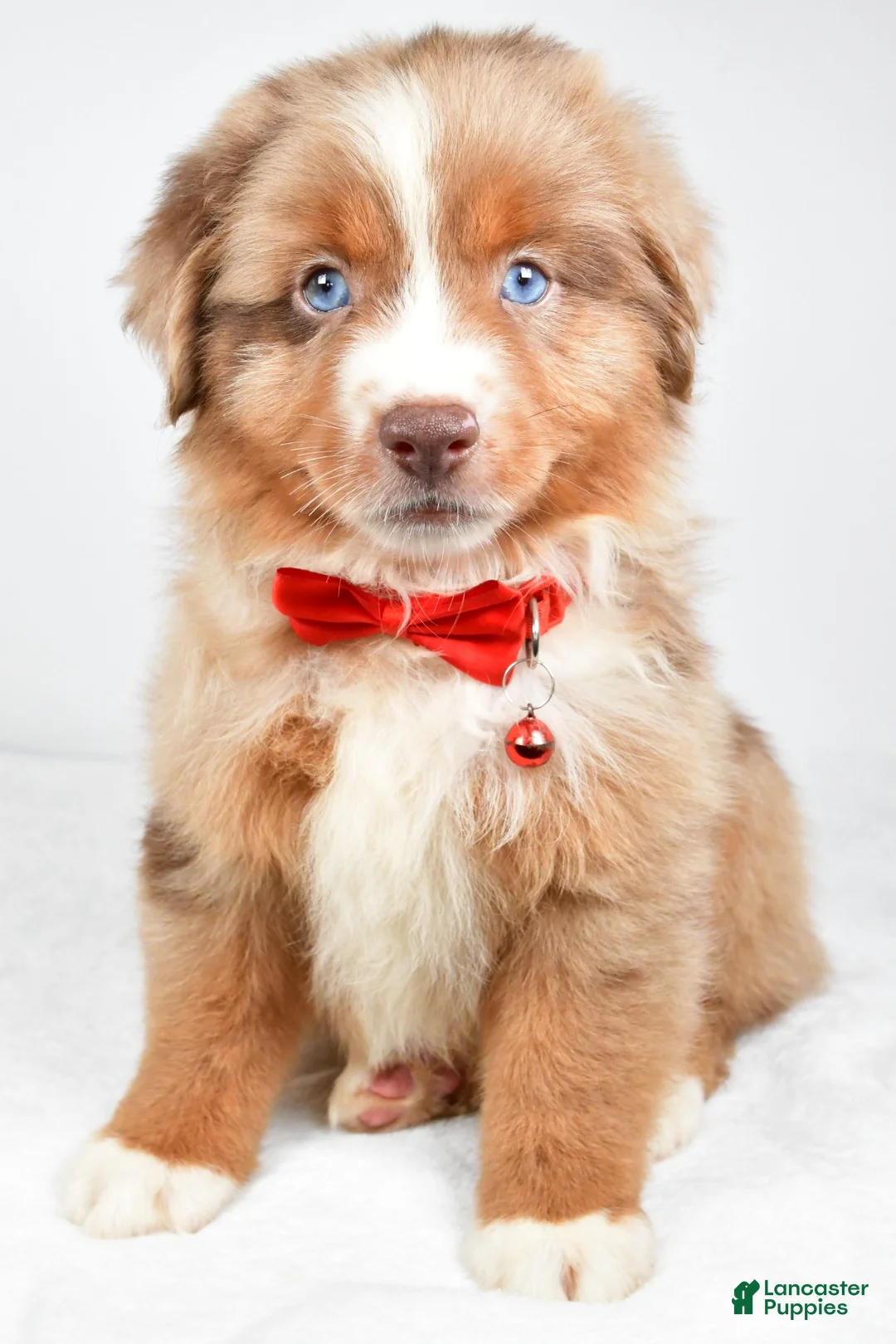 Miniature Australian Shepherd dogs for sale: Jaxon - Ad 1