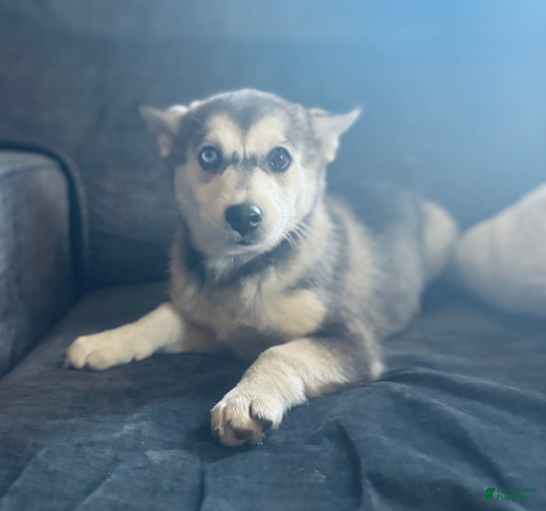 Pomsky dogs for sale: Sophie - Ad 11