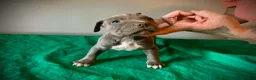 American Bully dogs for sale: American Bully Puppy 6 - Ad 2