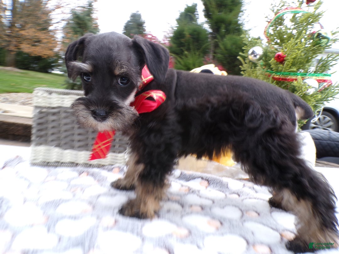 Schnoodle dogs for sale: Schnoodle Puppy 5 Serina - Ad 3