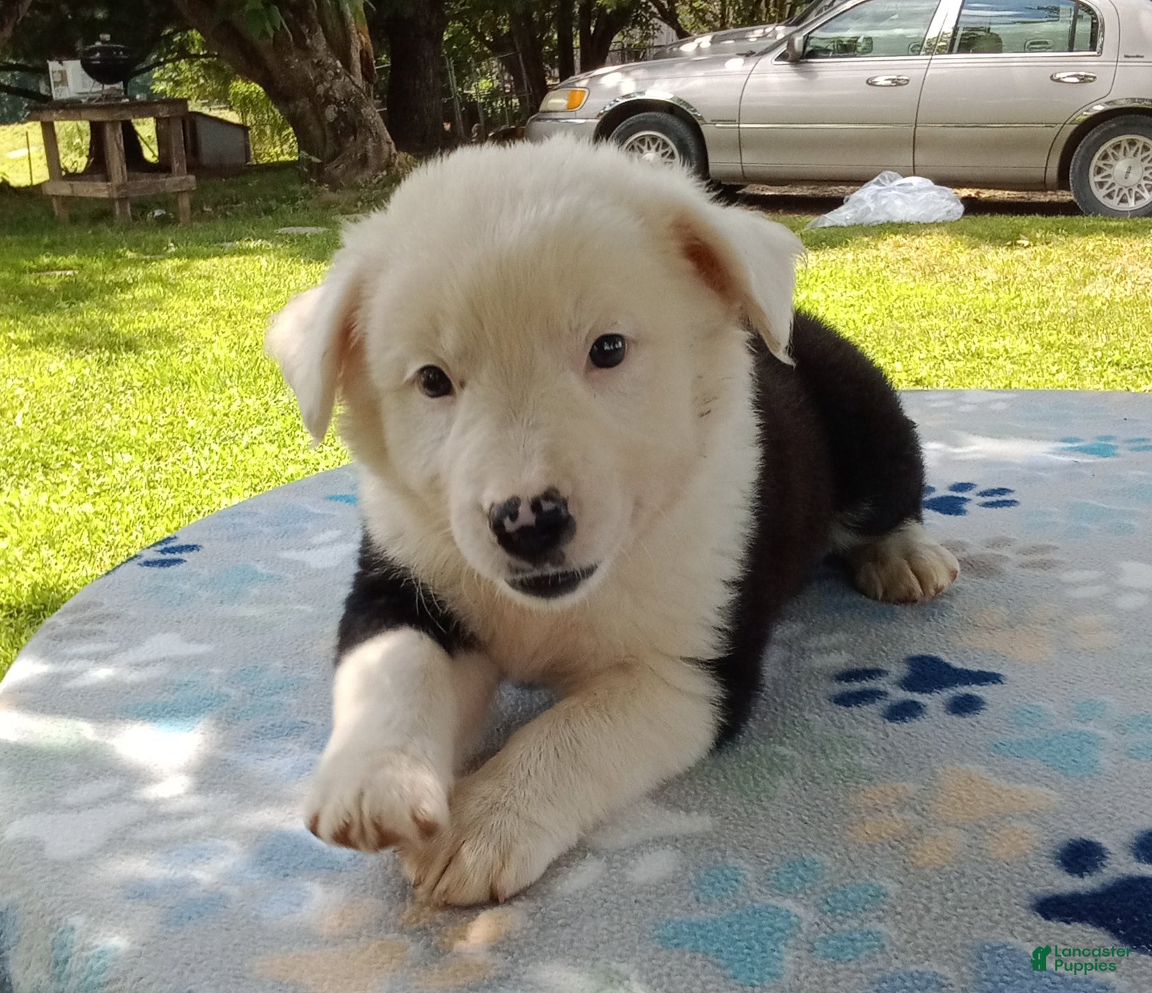 Mixed Breed dogs for sale: Snow Cap - Ad 2