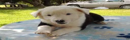 Mixed Breed dogs for sale: Snow Cap - Ad 1