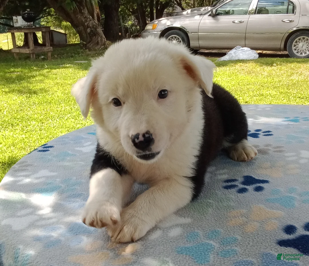 Mixed Breed dogs for sale: Snow Cap - Ad 1