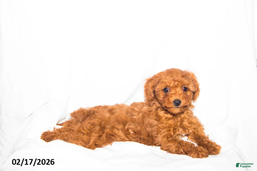 Toy Poodle dogs for sale: Sheila - Ad 2