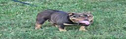 English Bulldog dogs for sale: Alexa - Ad 3