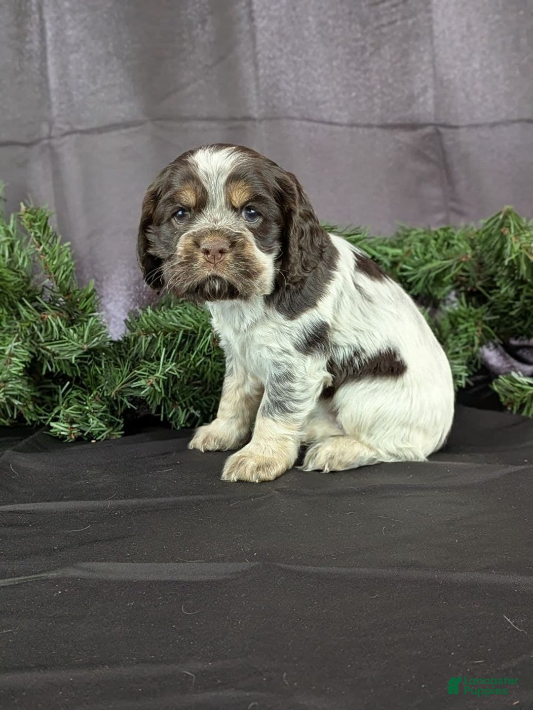 Cocker Spaniel dogs for sale: Valentina - Ad 3