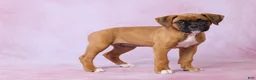 Boxer dogs for sale: Macy - Ad 4