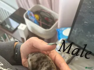 Mixed Breed dogs Mixed Breed Puppy 3 - Ad 18