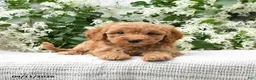 Goldendoodle dogs for sale: Jolene - Ad 5