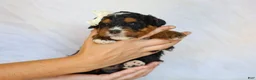 Mini Bernedoodle dogs for sale: Donald - Ad 3