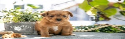 Shorkie dogs for sale: Ellis - Ad 3