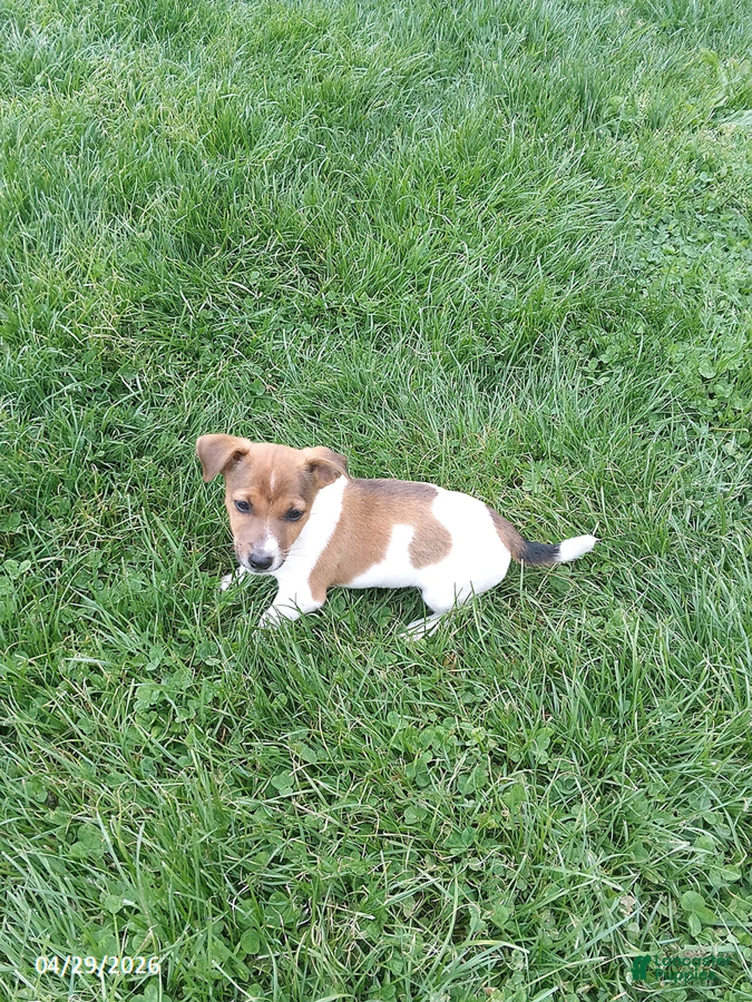 Jack Russell Terrier dogs for sale: Teeter - Ad 2