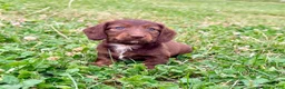 Miniature Dachshund dogs for sale: Lilly - Ad 3