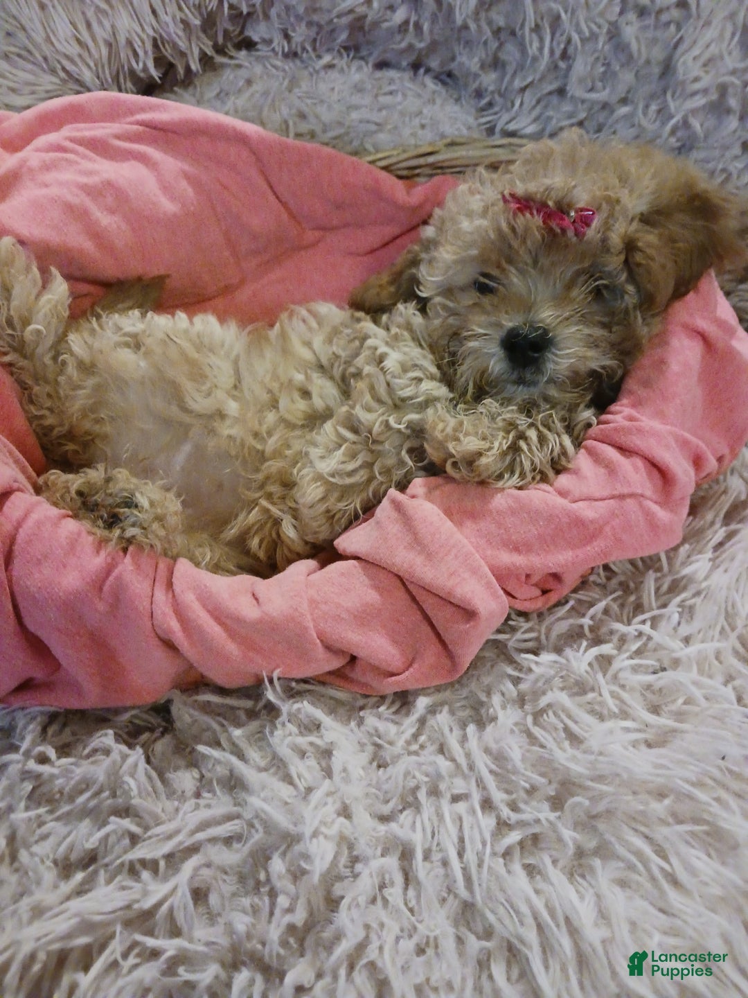 Toy Poodle dogs for sale: Polly - Ad 14