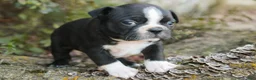 Boston Terrier dogs for sale: Carol Boston Terrier  - Ad 6